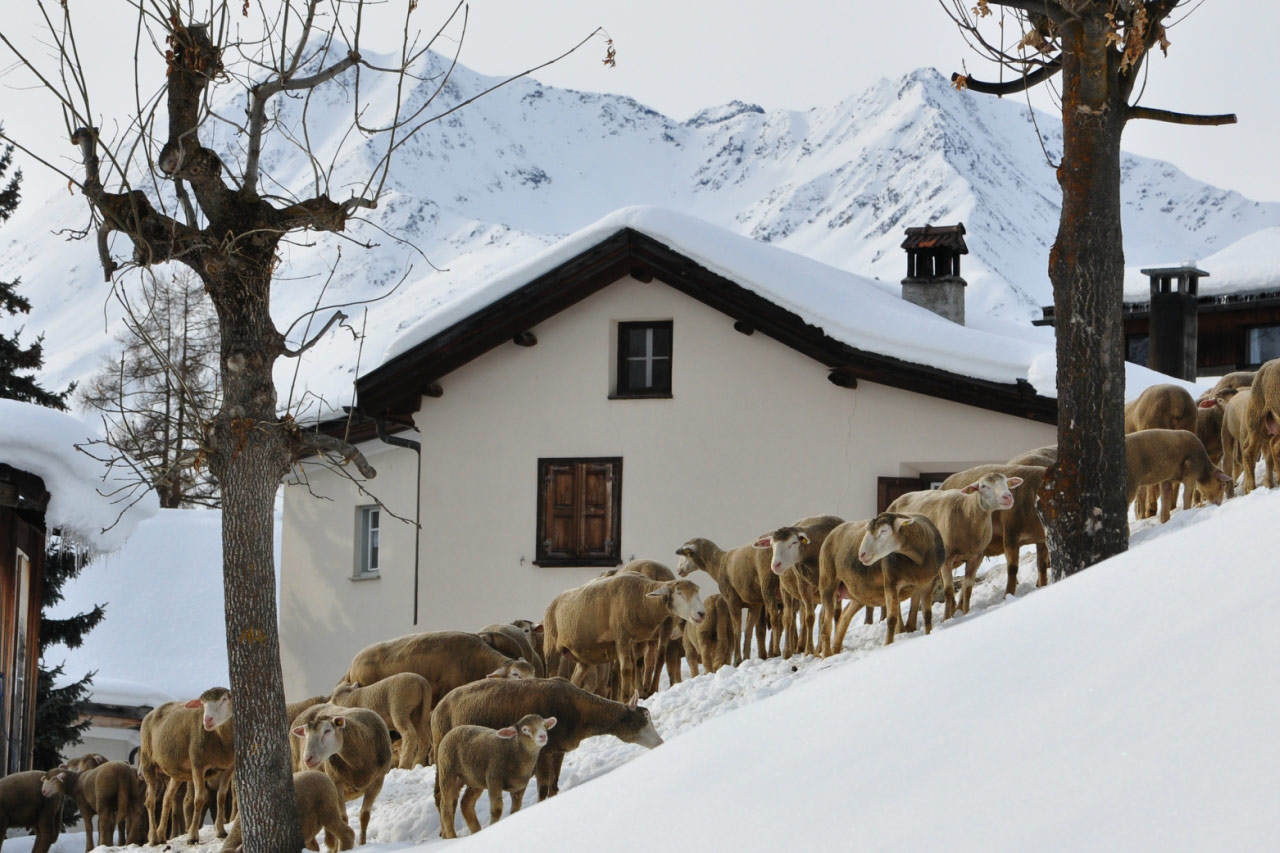 Scuol